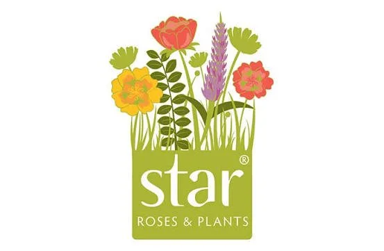 Logo with colorful flowers and green grass above the words 'star ROSES & PLANTS' in green.