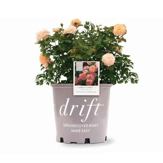 DRIFT ROSE®: APRICOT DRIFT