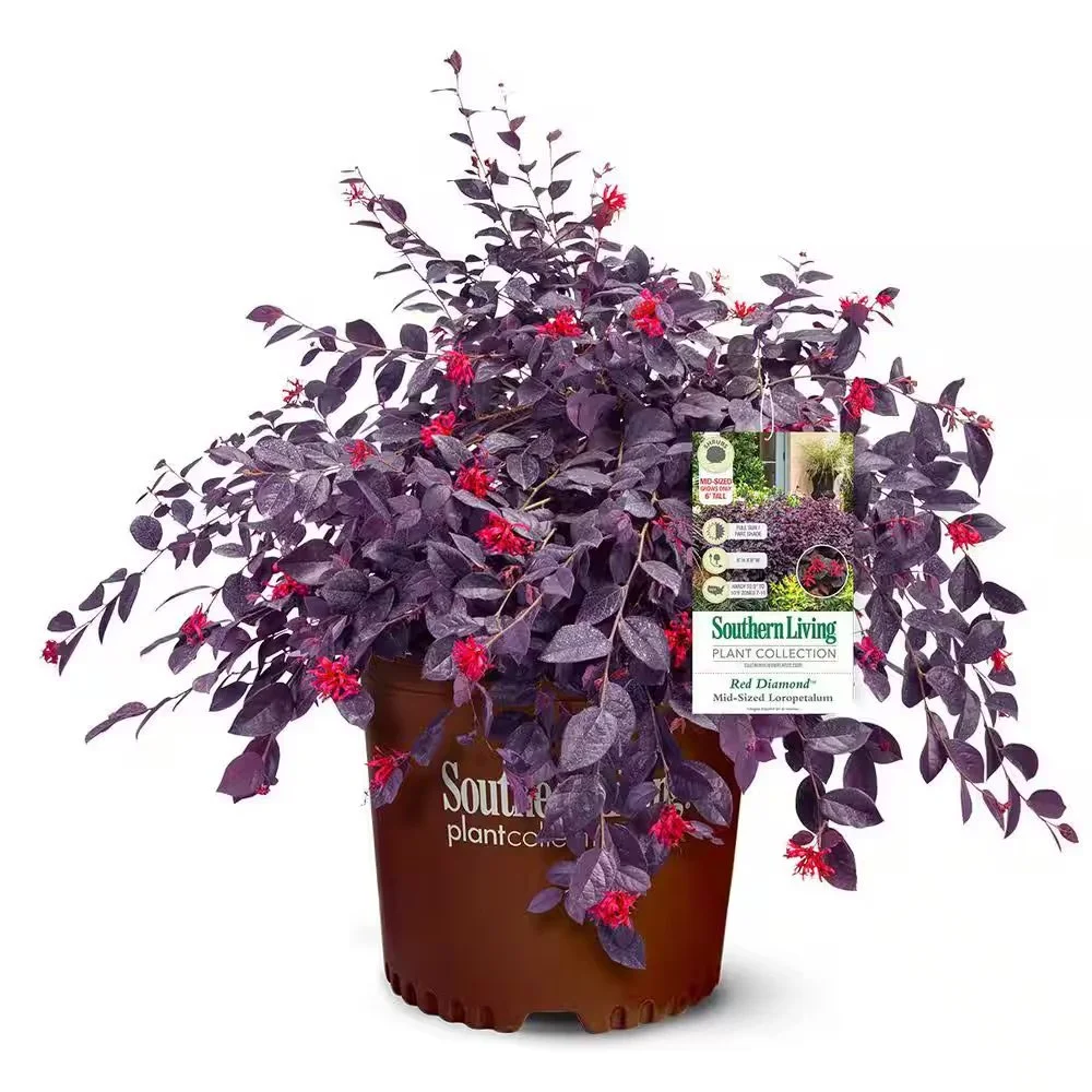 Southern Living: Loropetalum Red Diamond