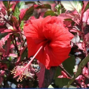 Hibiscus Red Hot