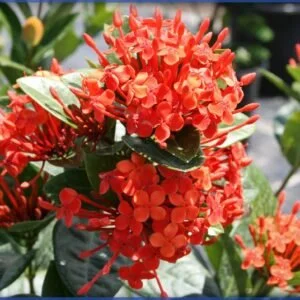 Ixora Maui Red