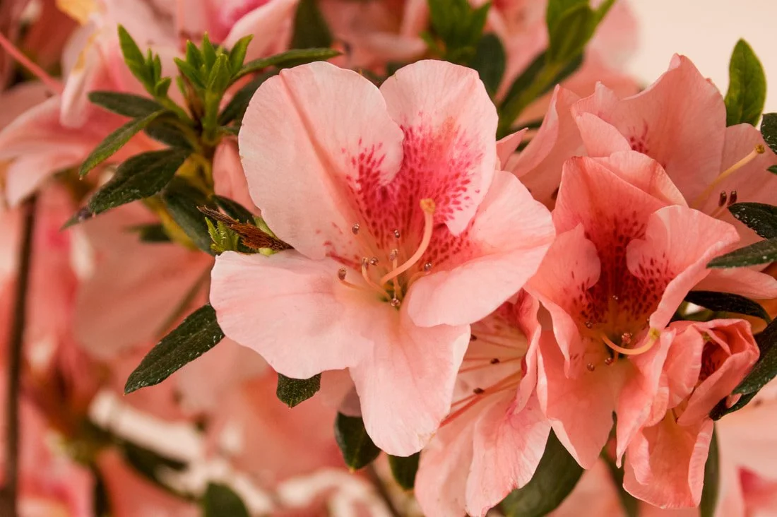 Close-up of pink azalea flowers with dark green leaves.