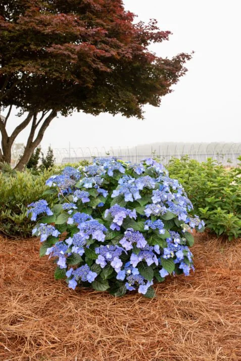 Endless Summer®- Pop Star® Hydrangea .jpg