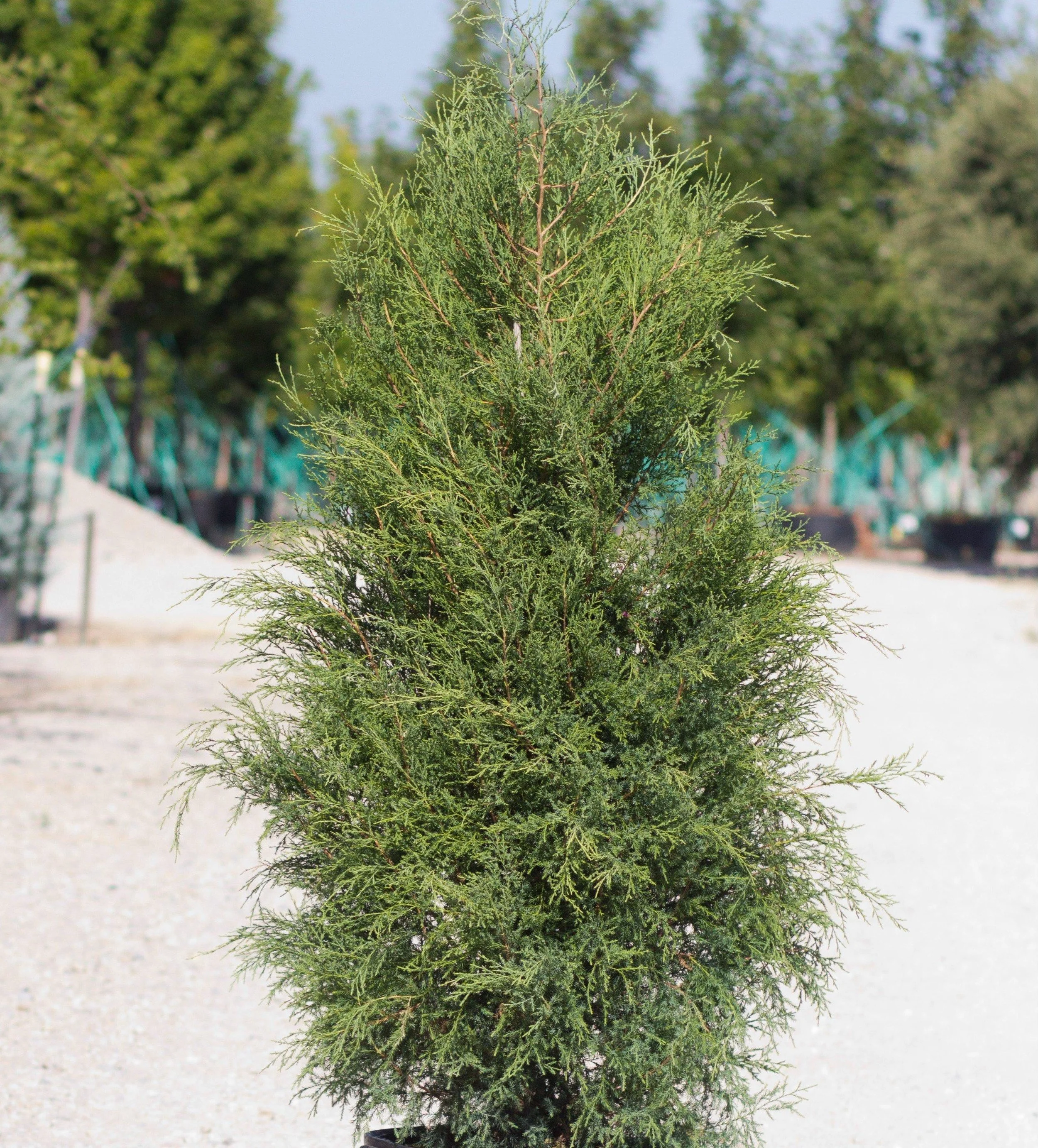 Fuzzy Wuzzy® Upright Juniper