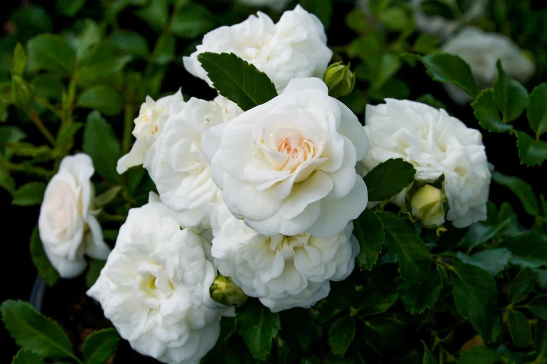 Close-up of white gardenia flowers with green leaves.