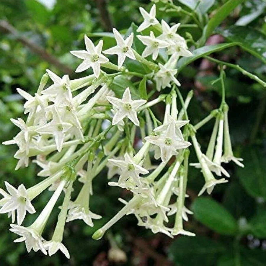 Night-Blooming Jasmine