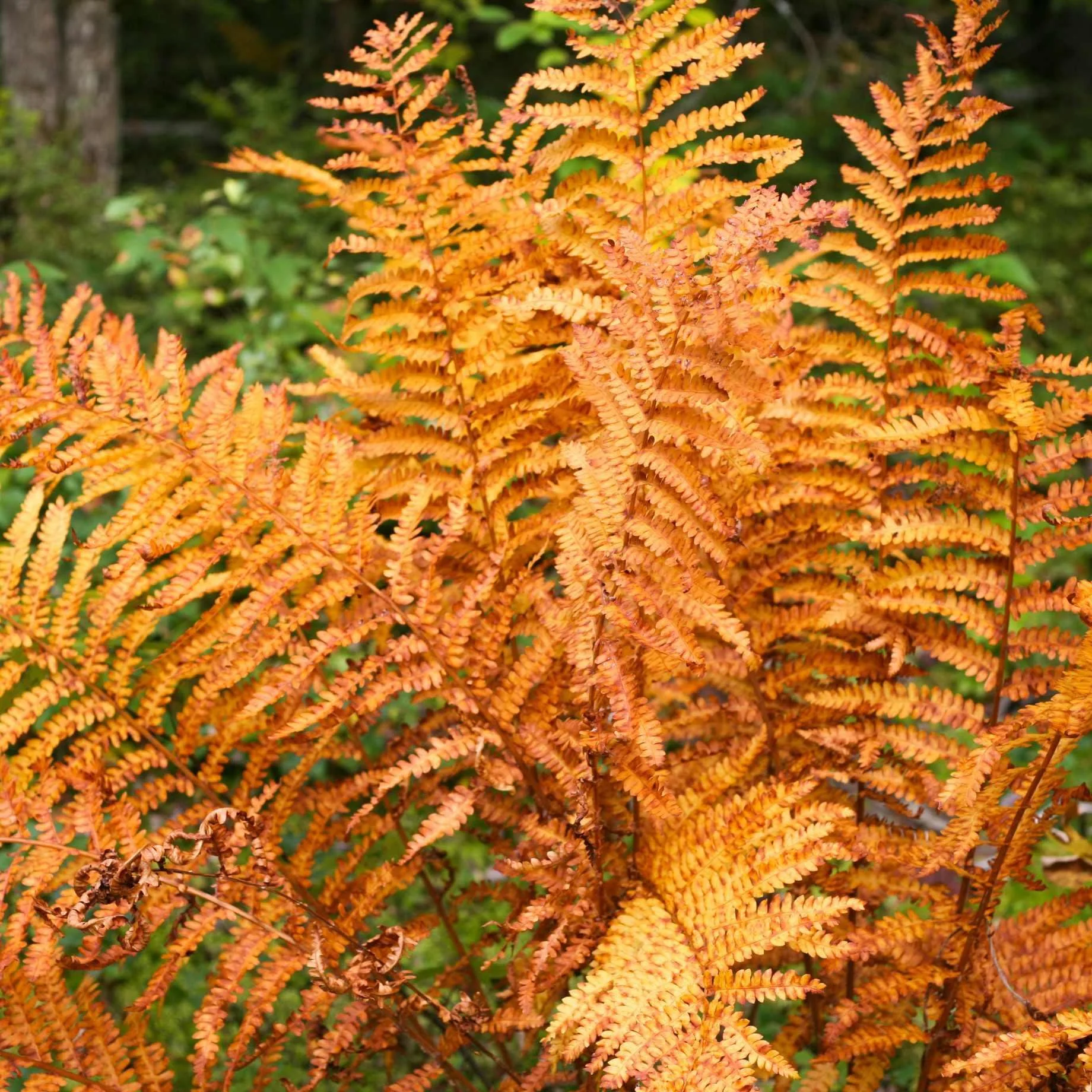 Close-up of vibrant orange and yellow fern leaves during autumn.