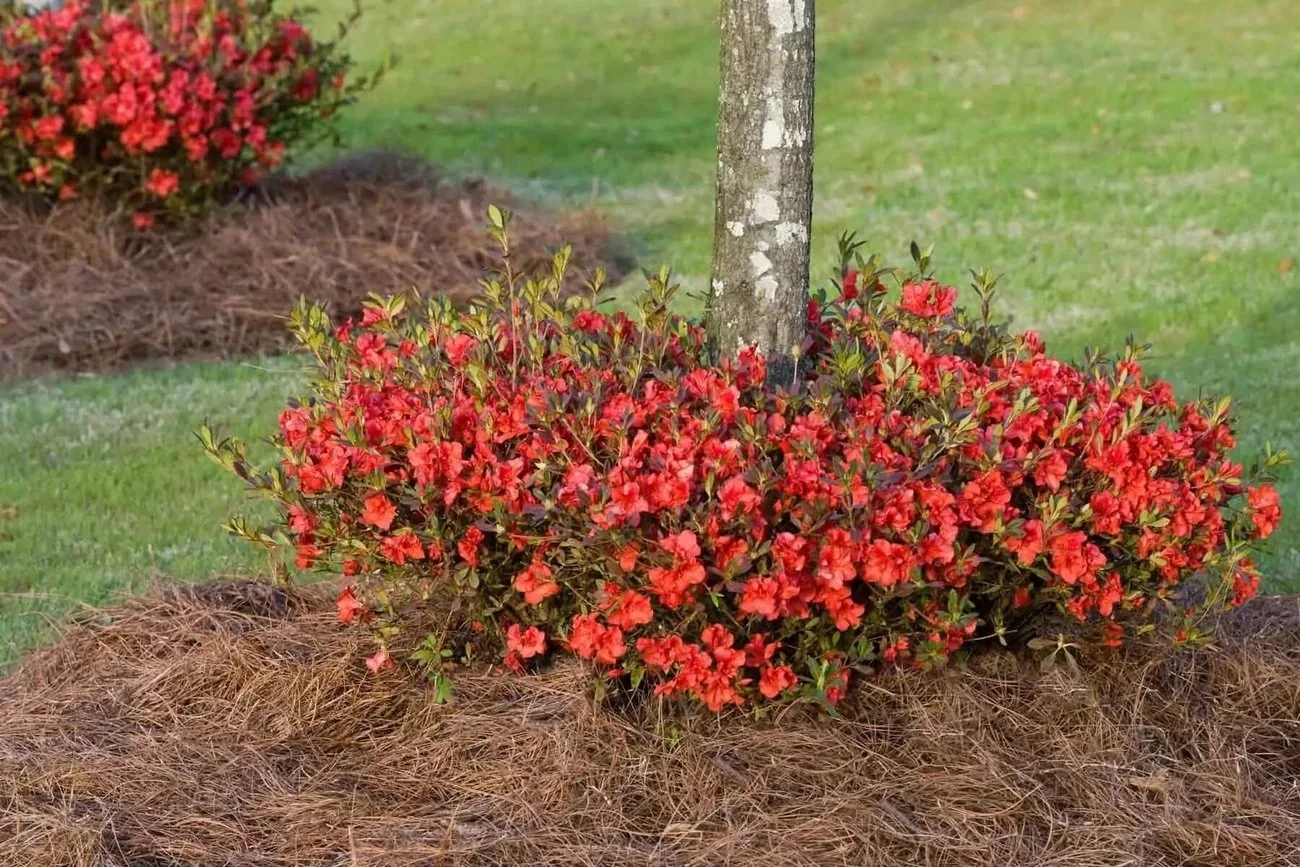 Azalea_Autumn_Embers_Landscape.jpeg