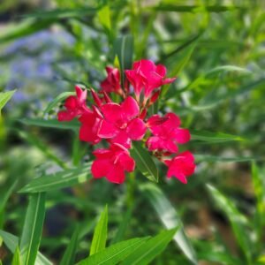 Oleander Red