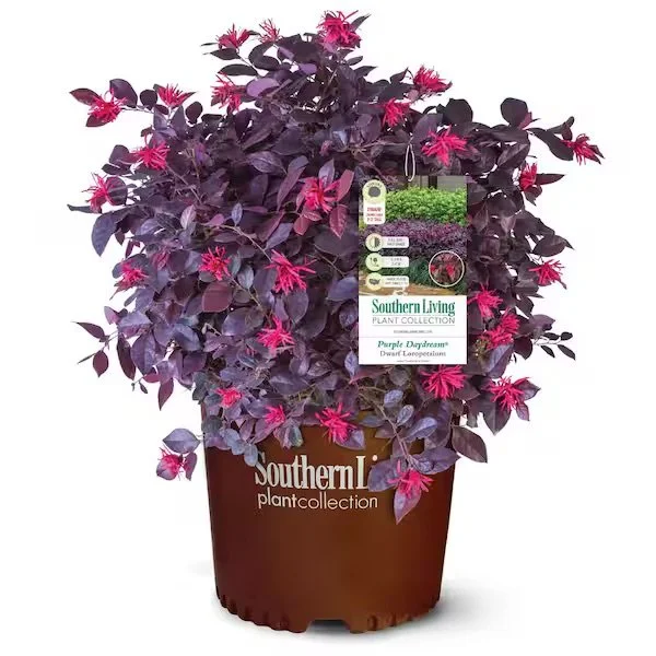 Southern Living: Loropetalum Purple Daydream