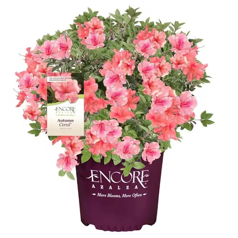 Encore® Azaleas- Autumn Coral​®​.jpeg