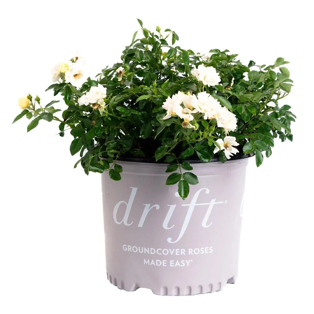DRIFT ROSE®: POPCORN DRIFT