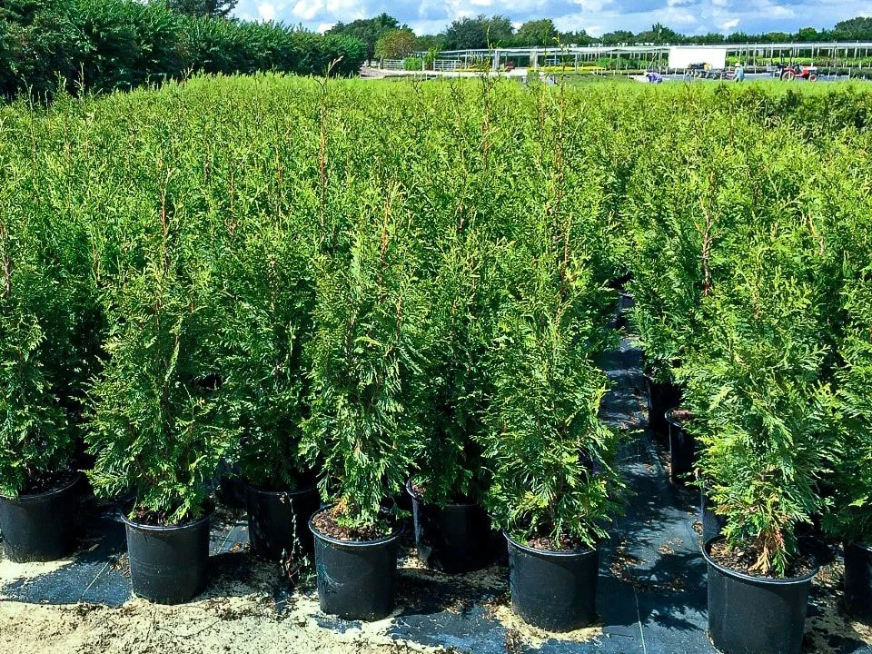 Row of potted evergreen shrubs on black plastic mulch in a nursery, with a building and trees in the background.