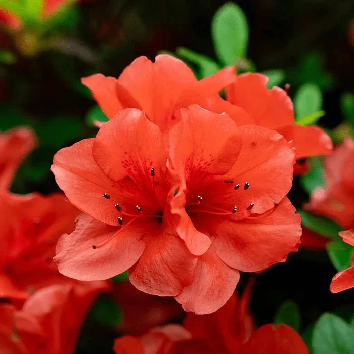 Encore® Azaleas- Autumn Sunset.jpeg