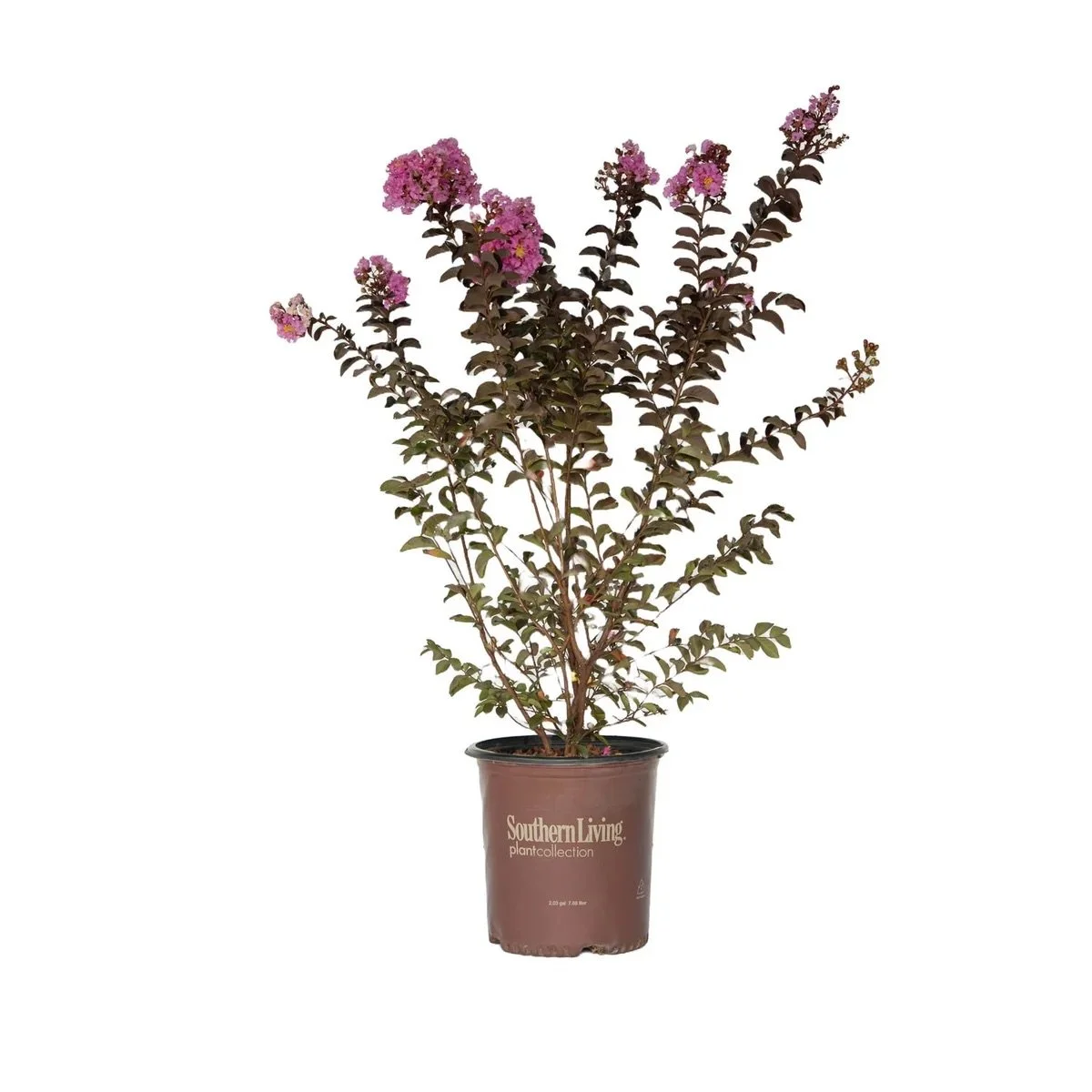 Southern Living: Delta Eclipse​™ Crape Myrtle