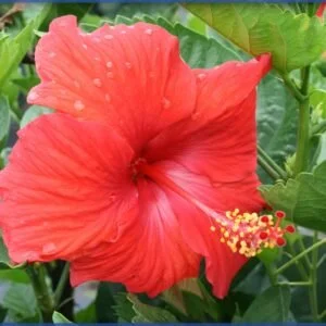 Hibiscus President Red