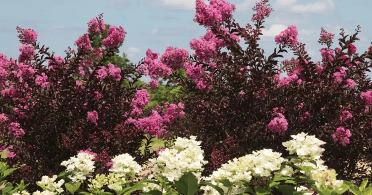 Southern Living- Delta Eclipse​™ Crape Myrtle__.jpeg