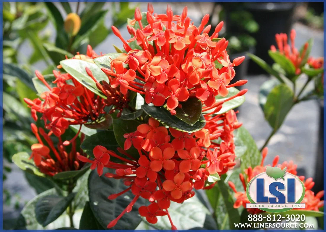 ixora-maui-red_orig.jpg