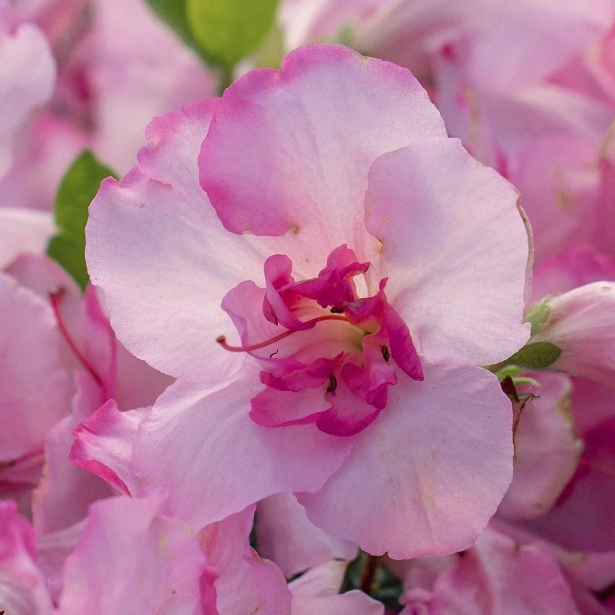 Encore® Azaleas- Autumn Kiss.jpeg