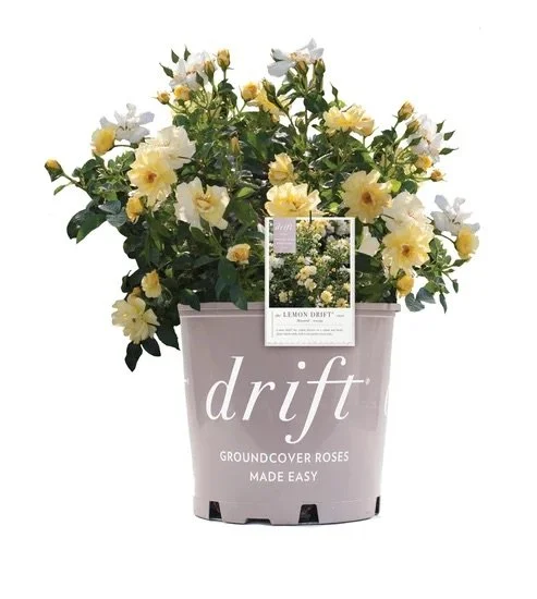DRIFT ROSE®: LEMON