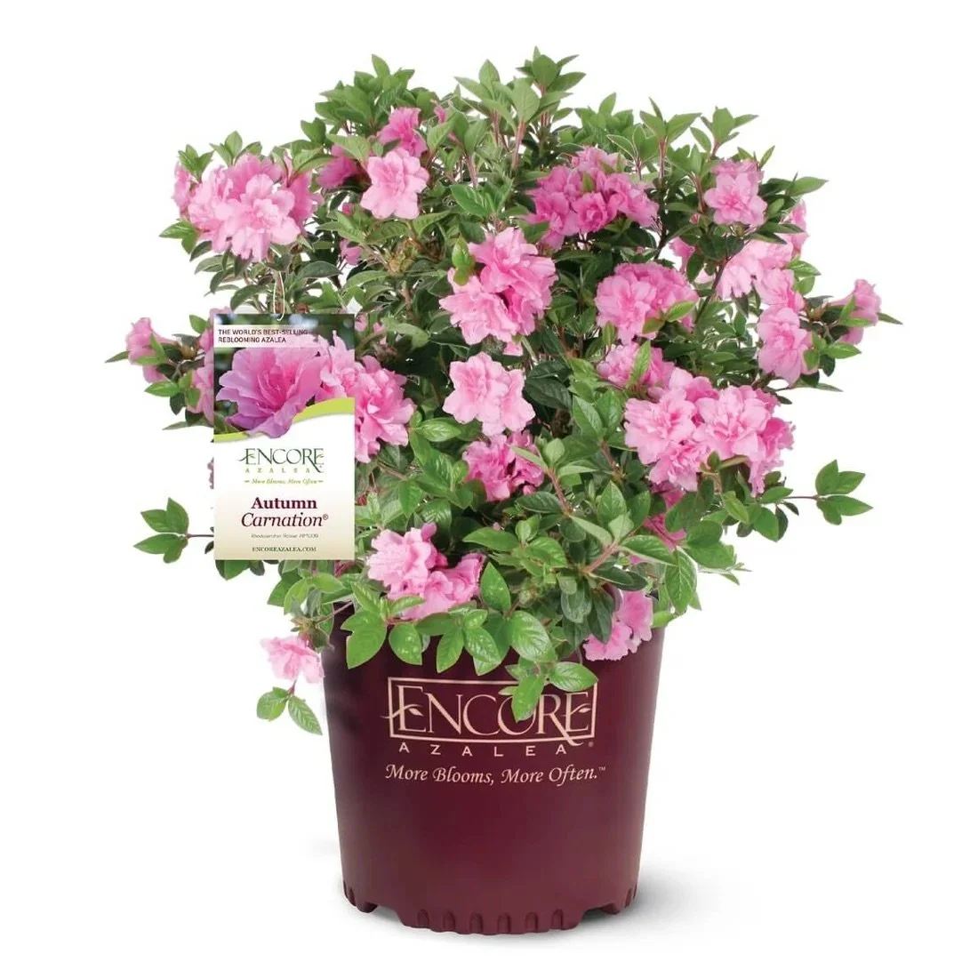 Encore® Azaleas: Autumn Carnation​®