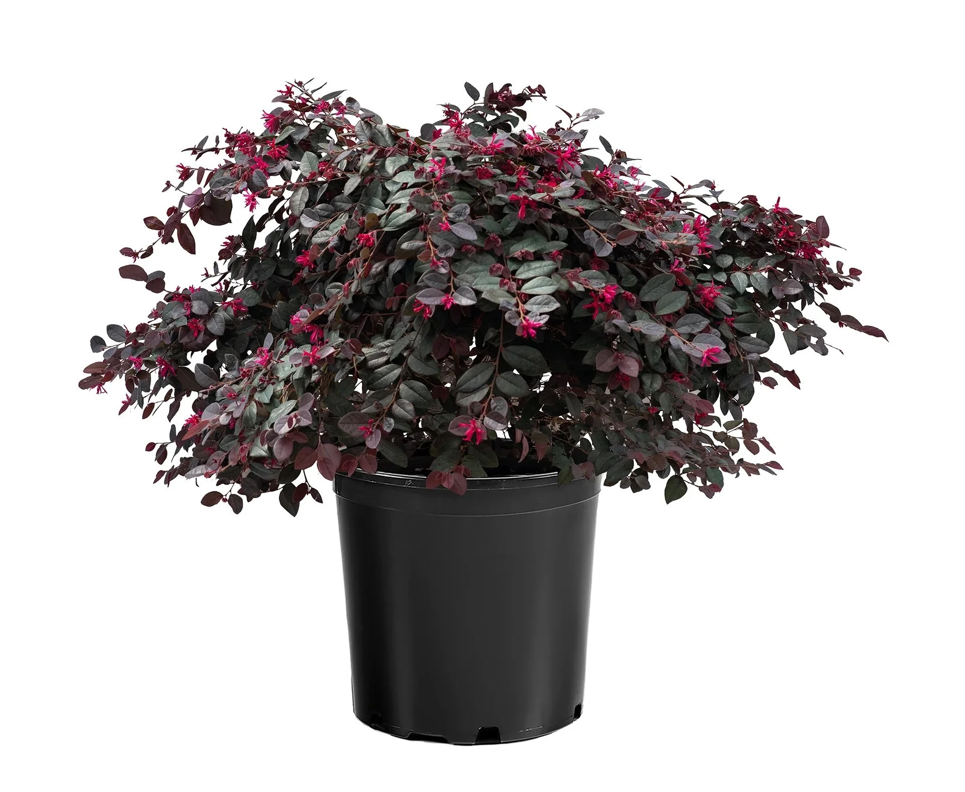 STAR PLANTS: LOROPETALUM CERISE CHARM