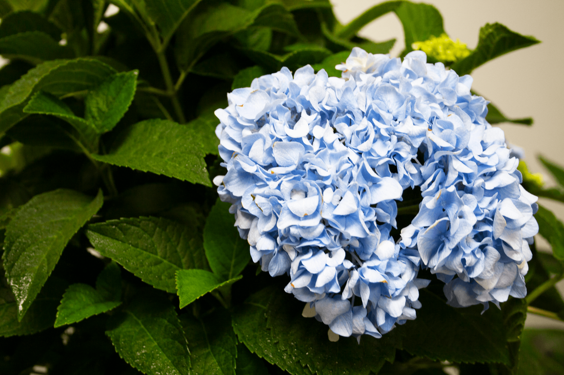 Hydrangea Nikko Blue