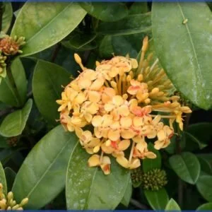 Ixora Maui Yellow
