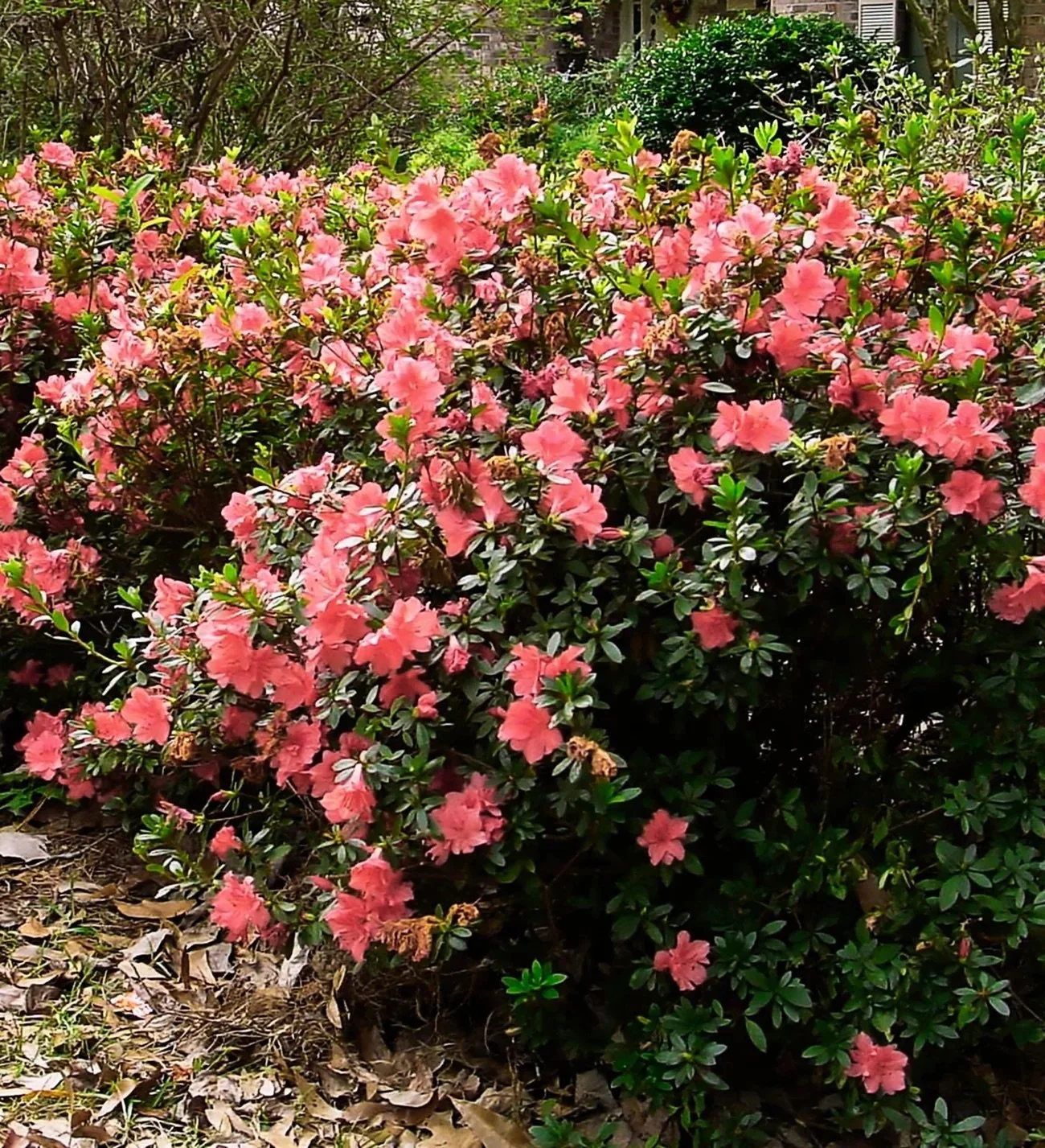 Encore® Azaleas- Autumn Coral​.jpeg