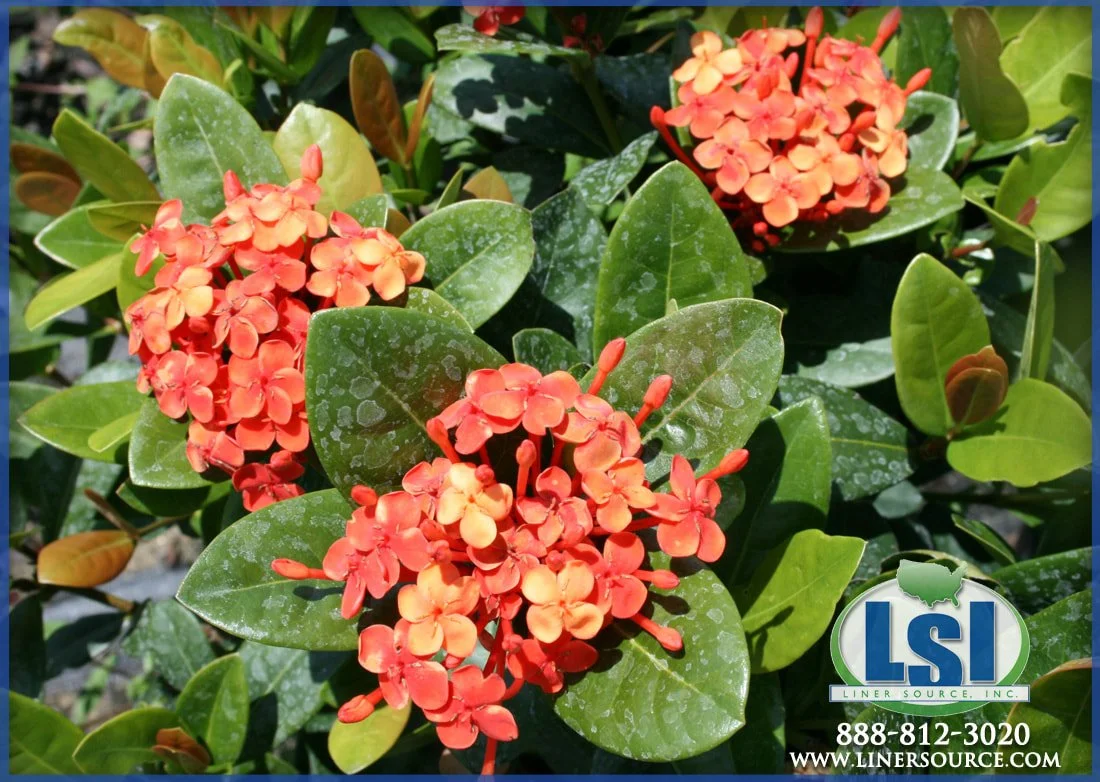 ixora-maui-red-2_orig.jpg