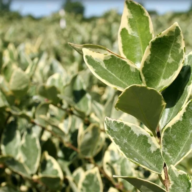 Jack Frost Ligustrum