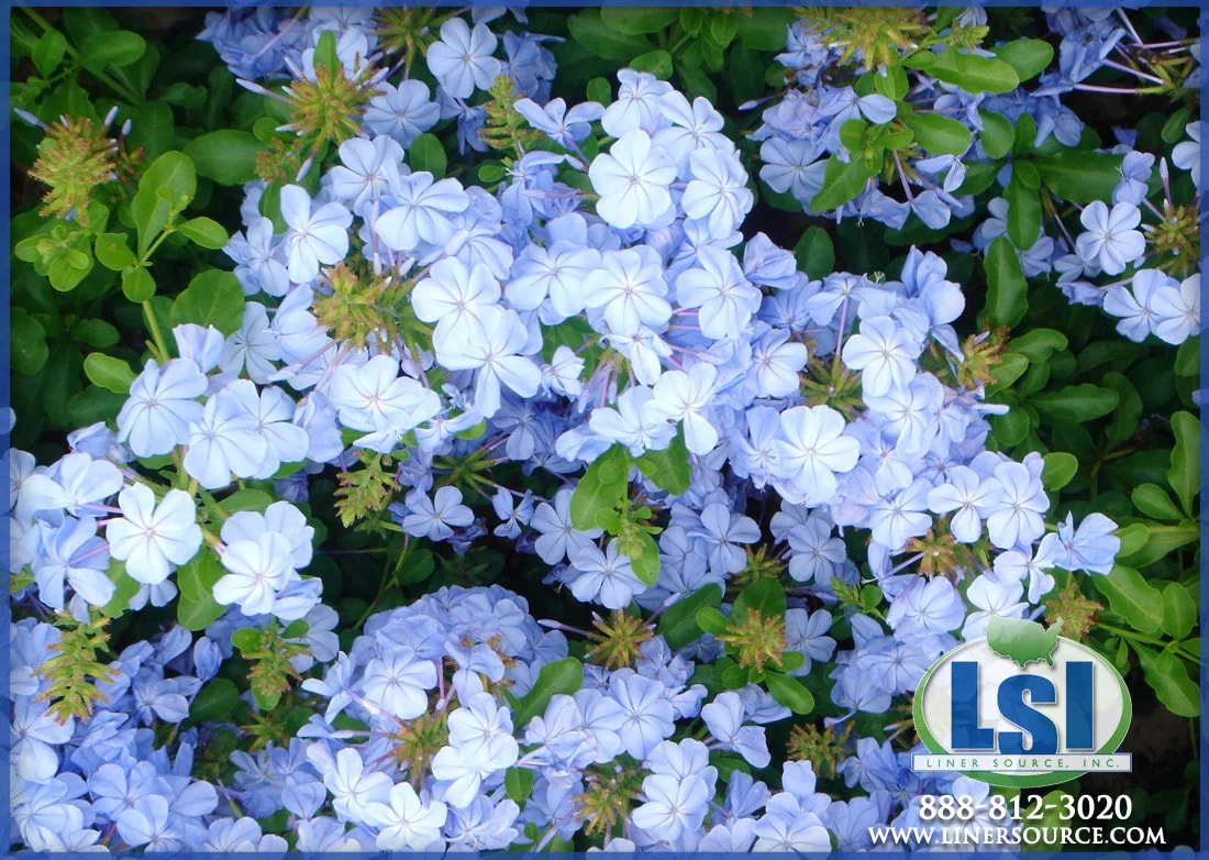 plumbago-2_orig.jpg