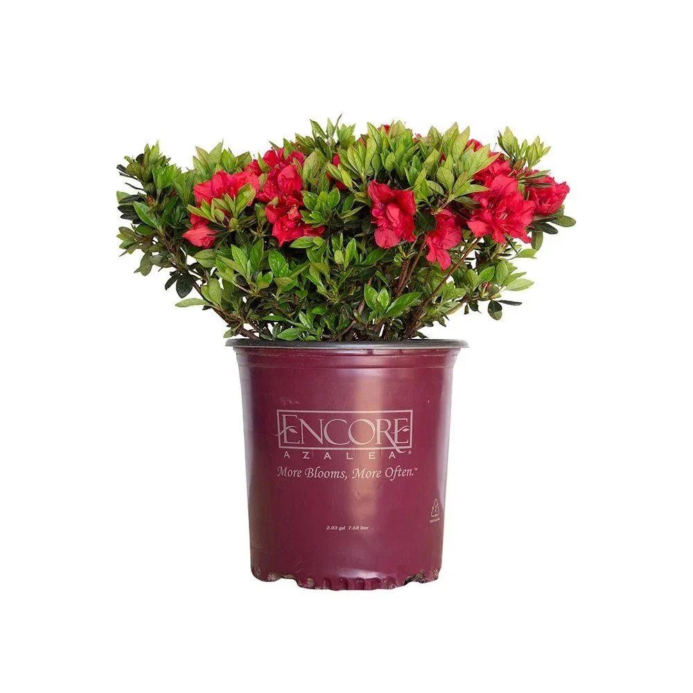 Encore® Azaleas: Autumn Fire​​