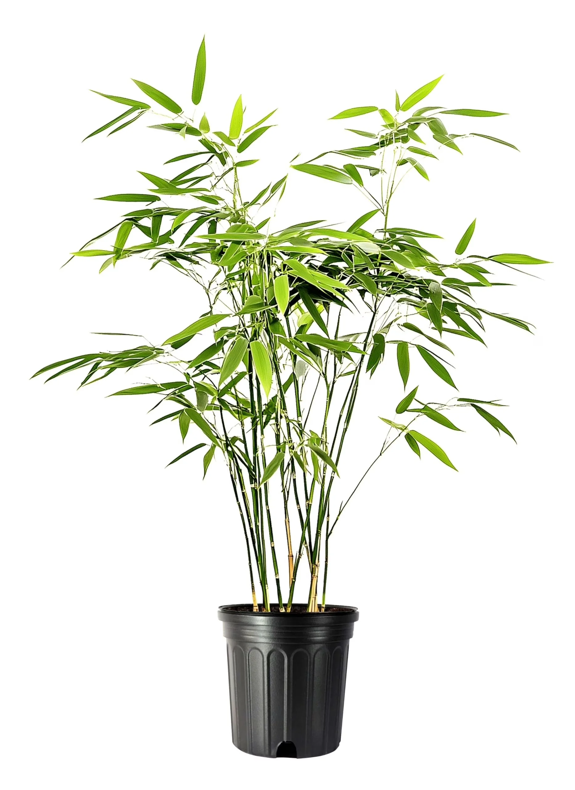 Fernleaf Bamboo