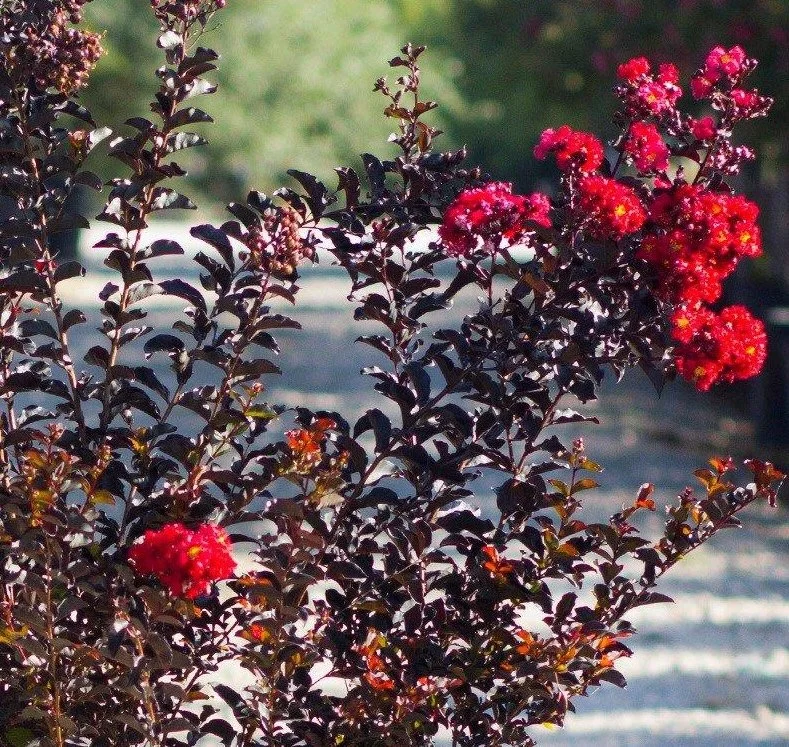 Ebony Embers Crape Myrtle