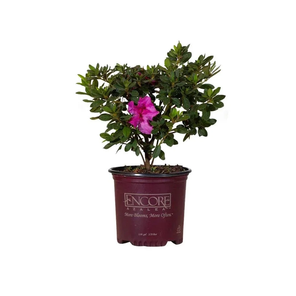 Encore® Azaleas: Autumn Royalty​