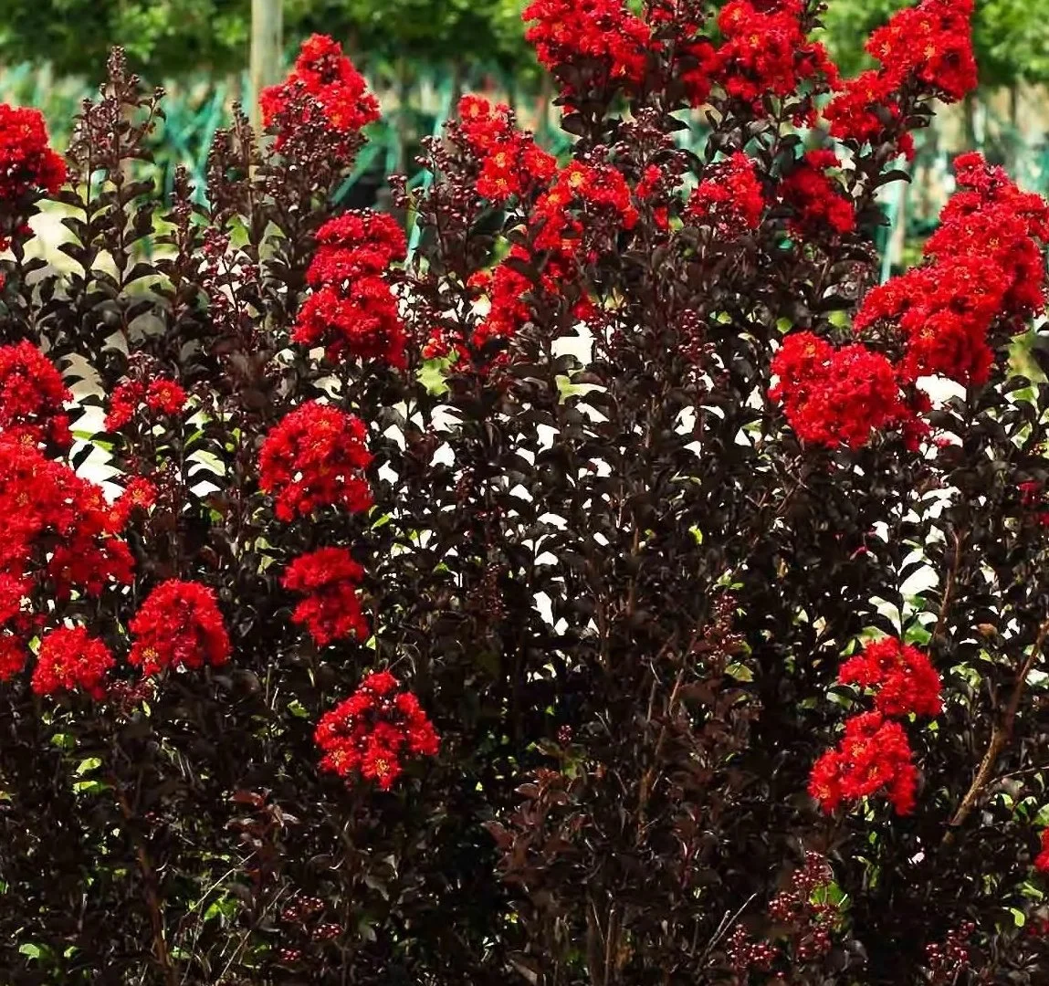 Thunderstruck Ruby Crape Myrtle