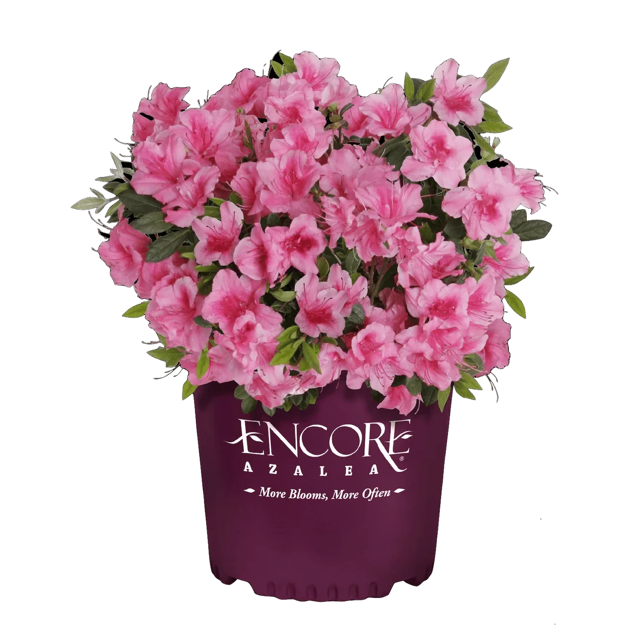 autumn-carnival-potted.webp (Copy)