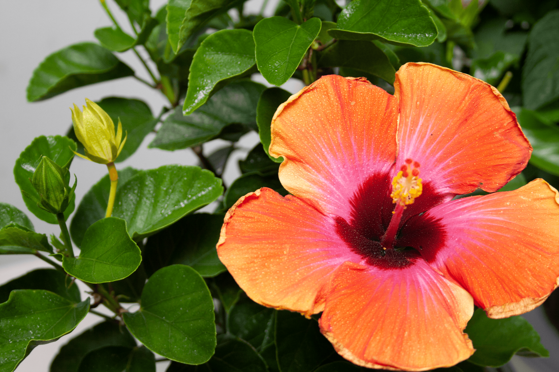 Hibiscus Fiesta
