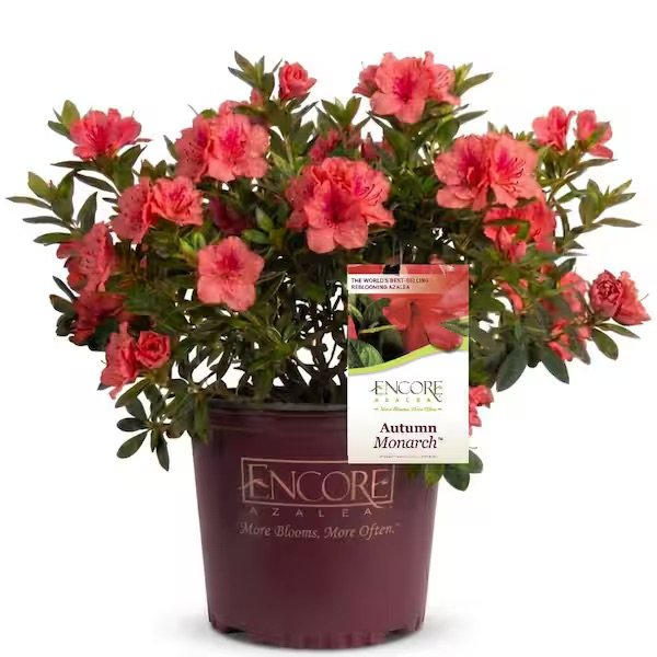 Encore® Azaleas: Autumn Monarch​™