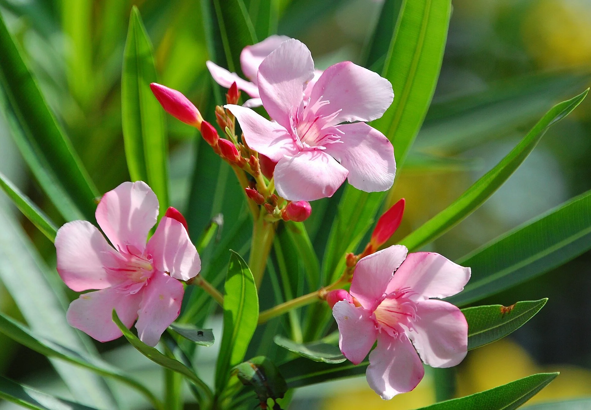 Oleander Red