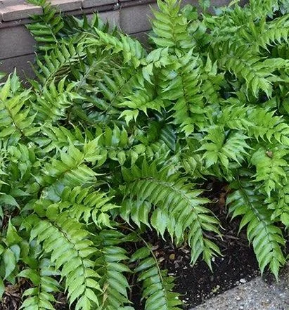 Japanese Holly Fern