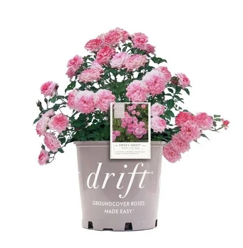 DRIFT ROSE®: SWEET