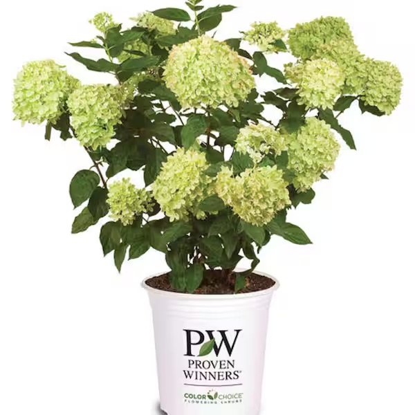 Proven Winners®: Limelight prime hydrangea