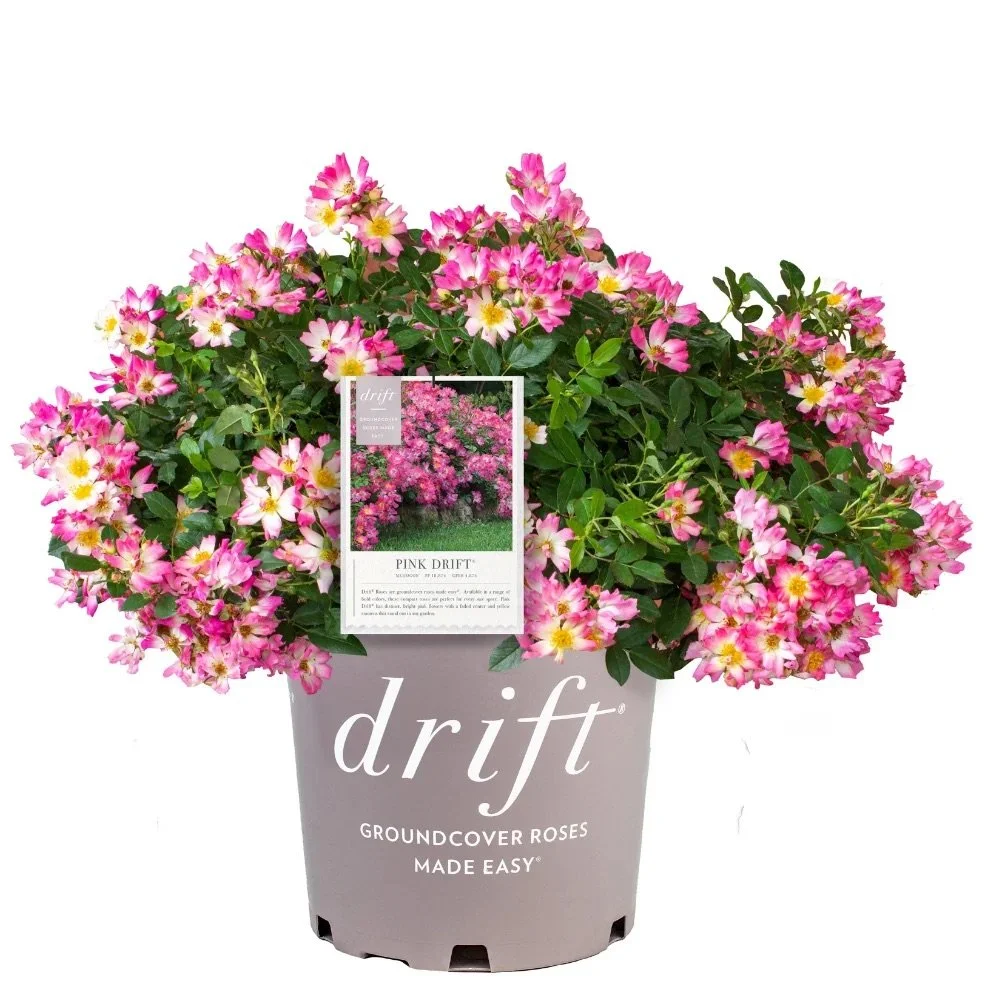 DRIFT ROSE®: PINK