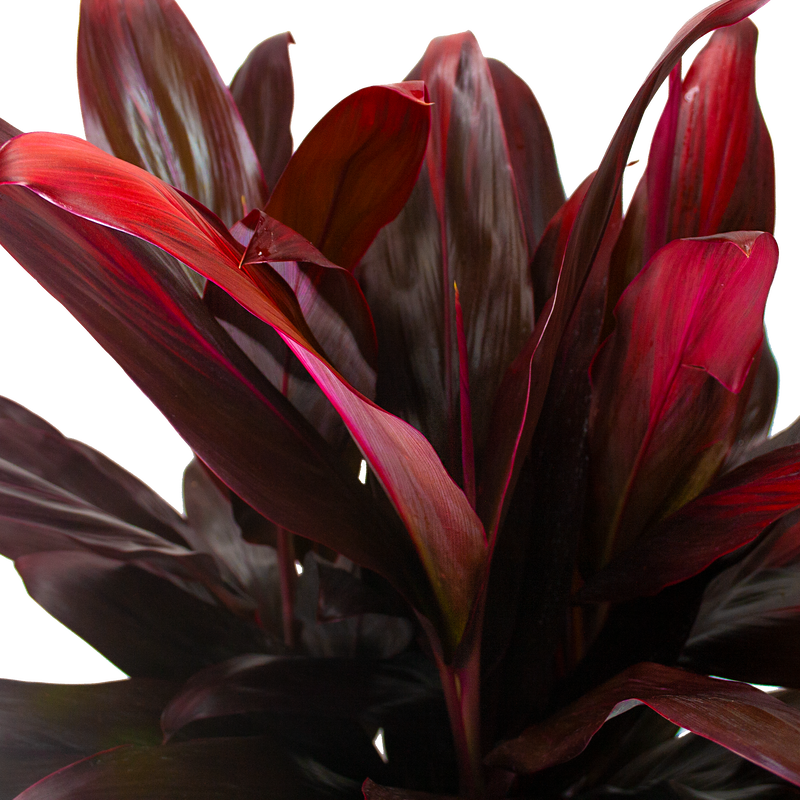 cordyline-red-sister-foliage-transparent-2_orig.png