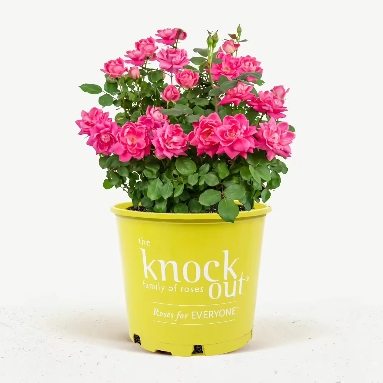 KNOCK OUT® ROSE: Rose Double Pink