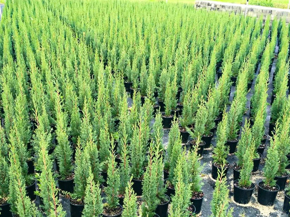 Rows of small green evergreen trees in black pots at a plant nursery.