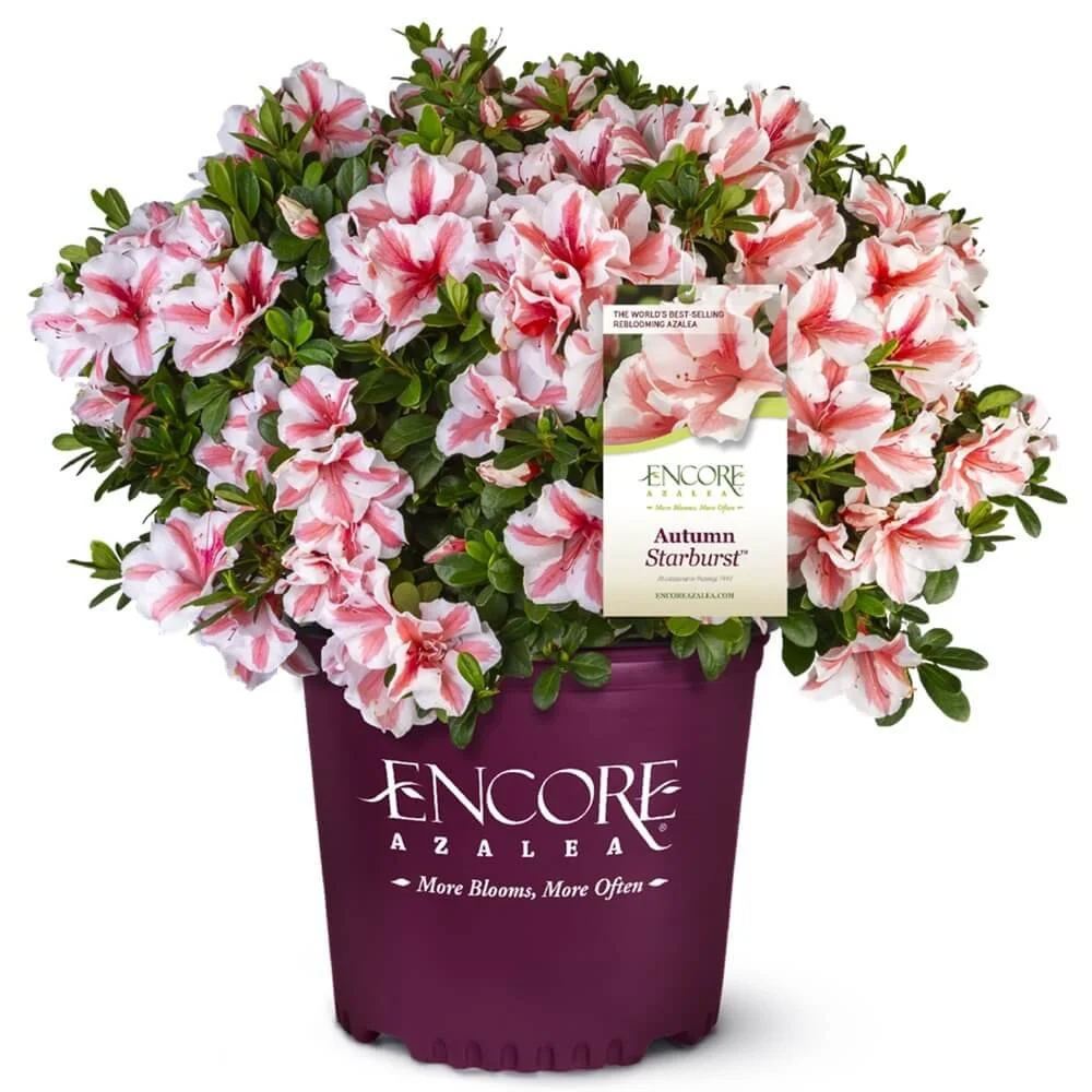 Encore® Azaleas- Autumn Starburst​ .jpg