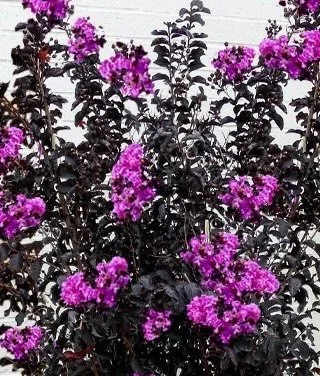 Thunderstruck Lavender Skies Crape Myrtle